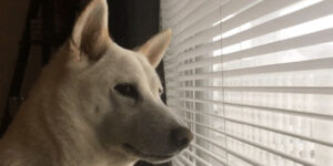 Le Raspberry Pi que j'ai dans mon placard depuis 4 ans et qui attend toujours de servir à quelque chose