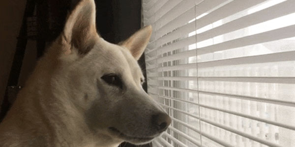 Le Raspberry Pi que j'ai dans mon placard depuis 4 ans et qui attend toujours de servir à quelque chose