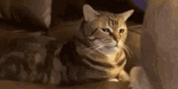 Quand je regarde le stagiaire coder