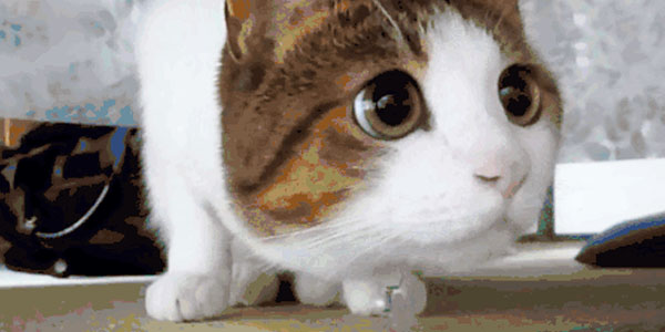 Quand je regarde tous les logs d'erreur qui tombent dans la console