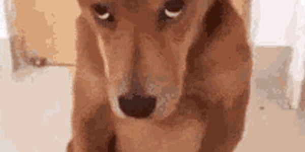 Quand je vais voir le sysadmin pour lui demander les accès root