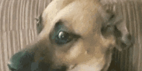 Quand je vois toutes les fautes d'orthographe du chef dans son mail envoyé au client