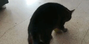 Quand j'exécute un script sans savoir ce qu'il fait