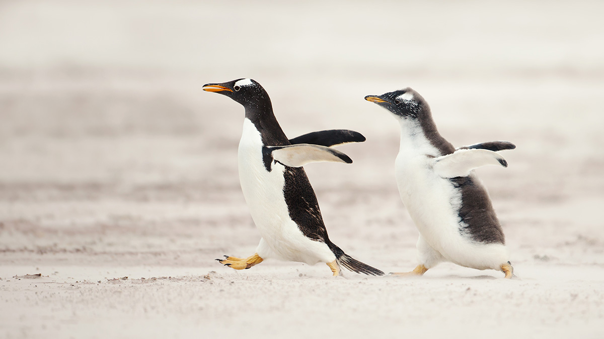 Linus Torvalds demande aux devs du noyau Linux d'arrêter de livrer au dernier moment "comme des étudiants"