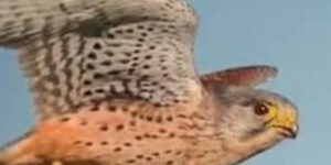 "Non mais tu feras juste une petite démo vite fait t'inquiète"