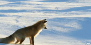 Quand je tombe sur une NullPointerException