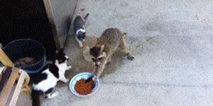 Quand je copie le code généré par GPT-3 pour l'intégrer dans mon projet