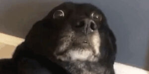 Quand je me rends compte que j'ai exécuté un delete sans clause where