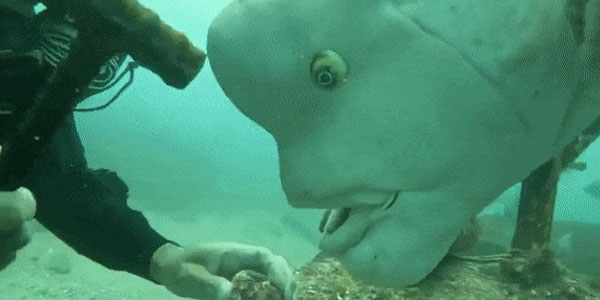 Quand j'essaie d'avancer sur mon code et que le chef me demande un update toutes les heures