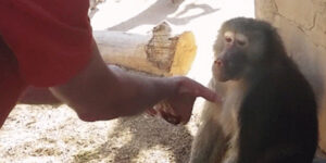 Quand le lead dev me montre comment il faut procéder pour corriger mon bug