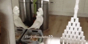 Quand le stagiaire me demande si je peux tester ce qu'il vient de coder