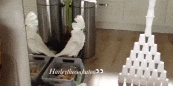 Quand le stagiaire me demande si je peux tester ce qu'il vient de coder