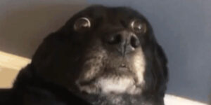 Quand quelqu'un demande où sont passés tous les users de prod après mon delete sur la table des users en recette