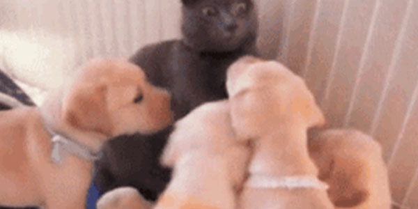 Quand je suis de support utilisateurs pour la semaine