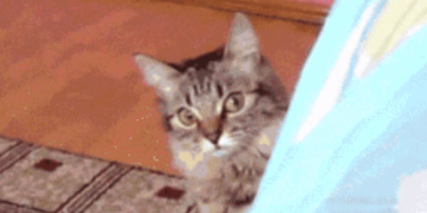 Quand le collègue me dit qu'il va faire un git blame pour vérifier un truc