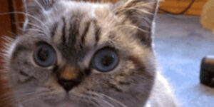 Quand je demande au chef pourquoi il s'est engagé sur une date de livraison sans nous consulter