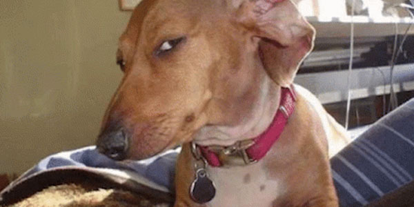 Quand je dis au lead dev que j'ai absolument tout testé dans mon code