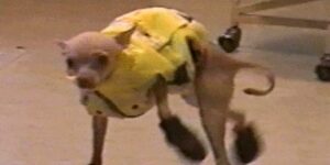 Quand je suis dev back-end et qu'on me demande de faire un peu de front