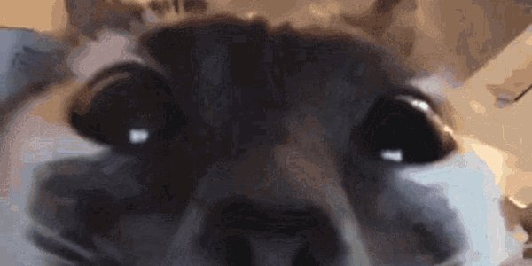 Quand je rejoins le daily depuis mon smartphone et que j'active ma caméra