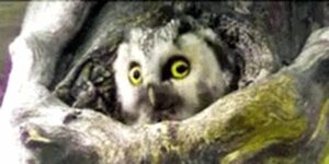 Quand j'entends que quelqu'un a apporté des viennoiseries