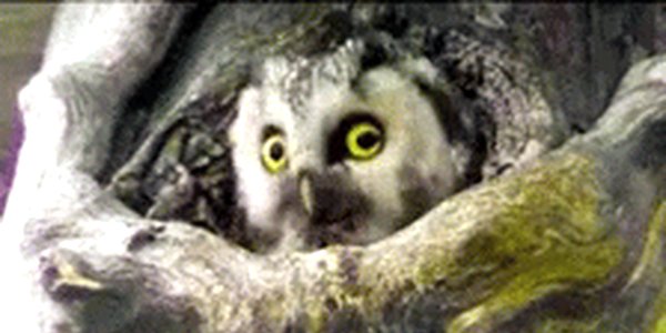 Quand j'entends que quelqu'un a apporté des viennoiseries