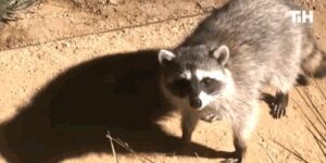 Quand le sysadmin nous a grillés sur la prod