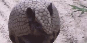 Quand le chef cherche un volontaire pour traiter un bug bloquant en urgence