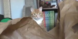 Quand ma démo débute dans 5 minutes et que plus rien ne fonctionne