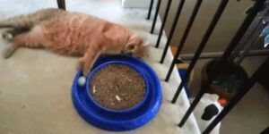 Quand j'exécute le même script plusieurs fois de suite en espérant qu'il finira par fonctionner correctement