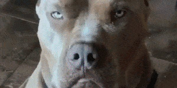 Quand le chef me demande d'emmener le stagiaire avec moi en réunion client