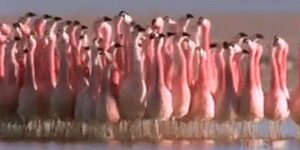 Quand le directeur fait visiter nos bureaux aux clients