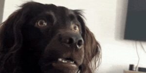 Quand je code depuis des heures et que je réalise que je suis sur la mauvaise branche