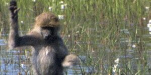 Quand je suis en retard à la réunion plénière et que je cherche une place avant le discours du PDG