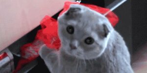 Quand le chef me voit en pause alors que je suis censé corriger un bug bloquant