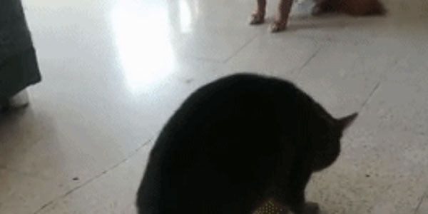 Quand j'exécute un script sans savoir exactement ce qu'il fait