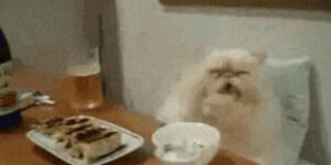 Quand j'essaie de faire tourner le code d'un autre dev