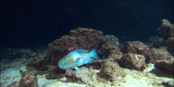 Quand les commerciaux s'organisent une journée sur site et que je suis le seul dev dans les parages