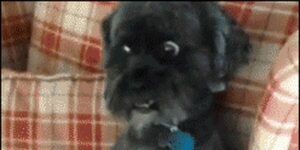 Quand le chef vient me voir à mon bureau et que j'ai pas le temps de changer d'onglet