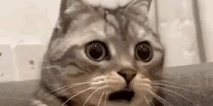 Quand j'ai loupé une mise en prod pendant mes vacances mais que je vois la pile de bugs non résolus à mon retour