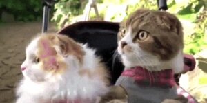 Quand un collègue demande si quelqu'un est dispo pour jeter un oeil à sa PR