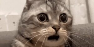 Quand je découvre pour la première fois les pointeurs en C