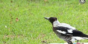 Quand on essaie de comprendre comment fonctionne exactement la lib qu'on vient d'importer