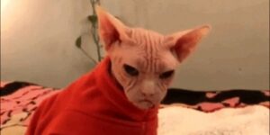 Quand je passe voir le sysadmin pour lui demander un coup de main