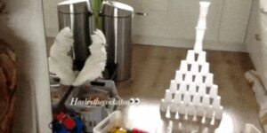 Quand le binôme me demande de tester la fonctionnalité qu'il vient de coder