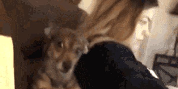 Quand le binôme se fait engueuler pour un bug dont je suis en réalité le responsable