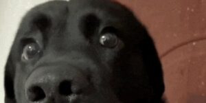 Quand je croyais qu’on livrait le 5 novembre et qu’en fait c’était le 5 octobre