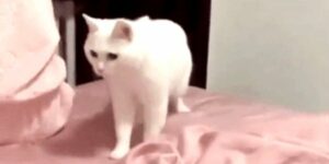 Quand il y a des coupures réseau et que j'essaie tant bien que mal de bosser