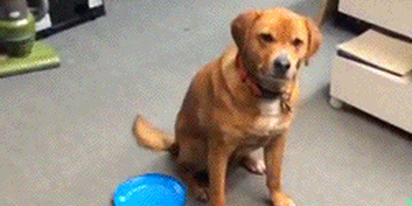 Quand un collègue me refile des tickets en disant que ça concerne mon périmètre