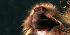 Quand le dev senior m'a donné la solution pour corriger mon bug et me regarde coder