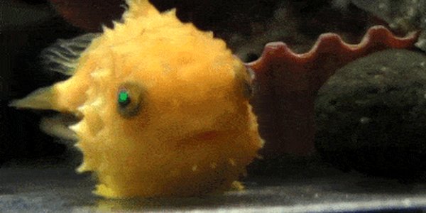 Quand le dev senior corrige un bug en moins de deux minutes devant moi